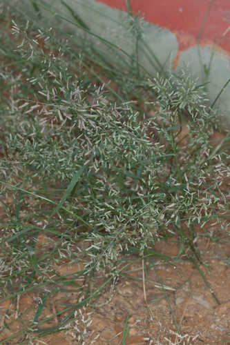 Eragrostis pilosa #14